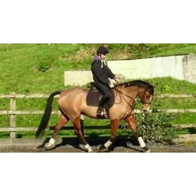 Small equestrian yard to let (denny area)