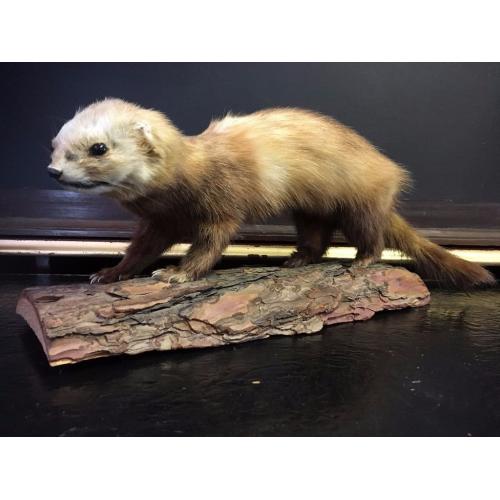 Taxidermy Weasel / Stoat - Log Mounted - Good Condition - Reduced