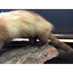 Taxidermy Weasel / Stoat - Log Mounted - Good Condition - Reduced