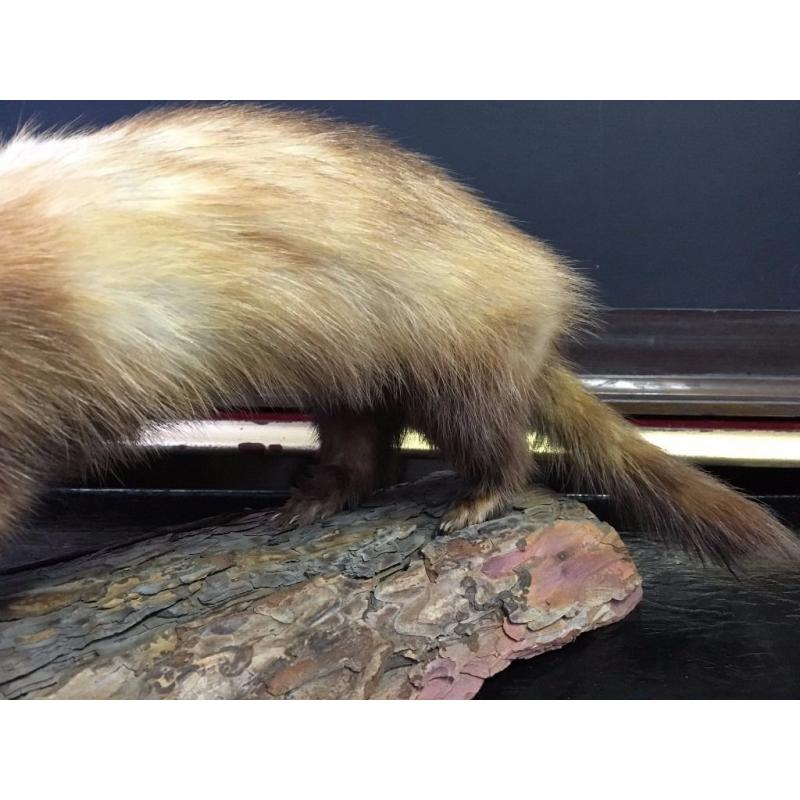 Taxidermy Weasel / Stoat - Log Mounted - Good Condition - Reduced