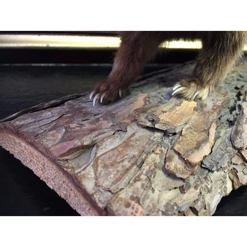 Taxidermy Weasel / Stoat - Log Mounted - Good Condition - Reduced