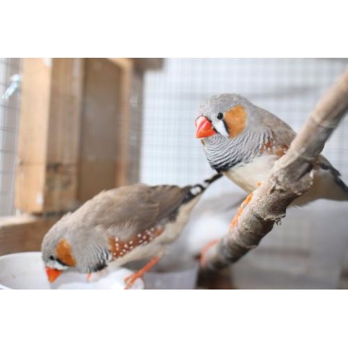 Zebra finches Pet Birds