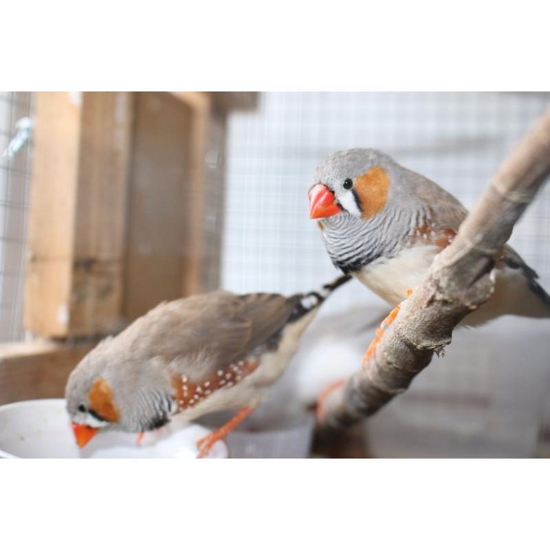 Zebra finches Pet Birds