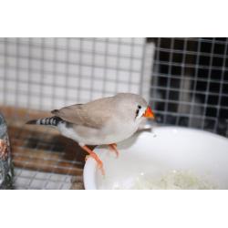 Zebra finches Pet Birds