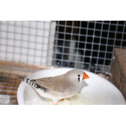 Zebra finches Pet Birds
