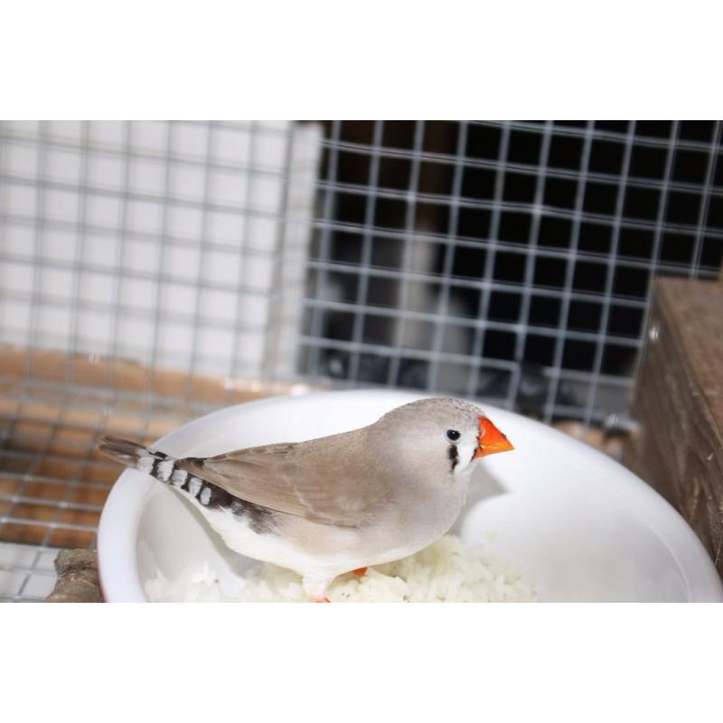 Zebra finches Pet Birds