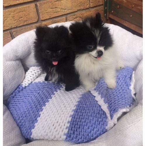 Small Kc reg Pomeranian puppies