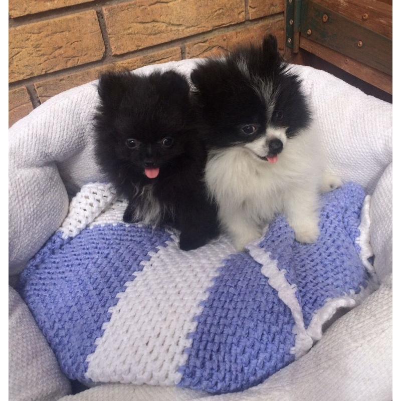 Small Kc reg Pomeranian puppies