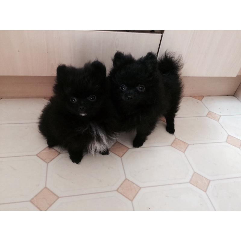 Small Kc reg Pomeranian puppies