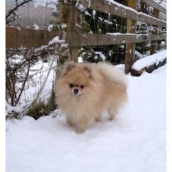 Small Kc reg Pomeranian puppies