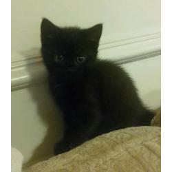 Beautiful kittens looking for forever homes
