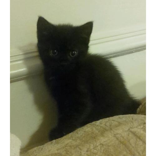 Beautiful kittens looking for forever homes