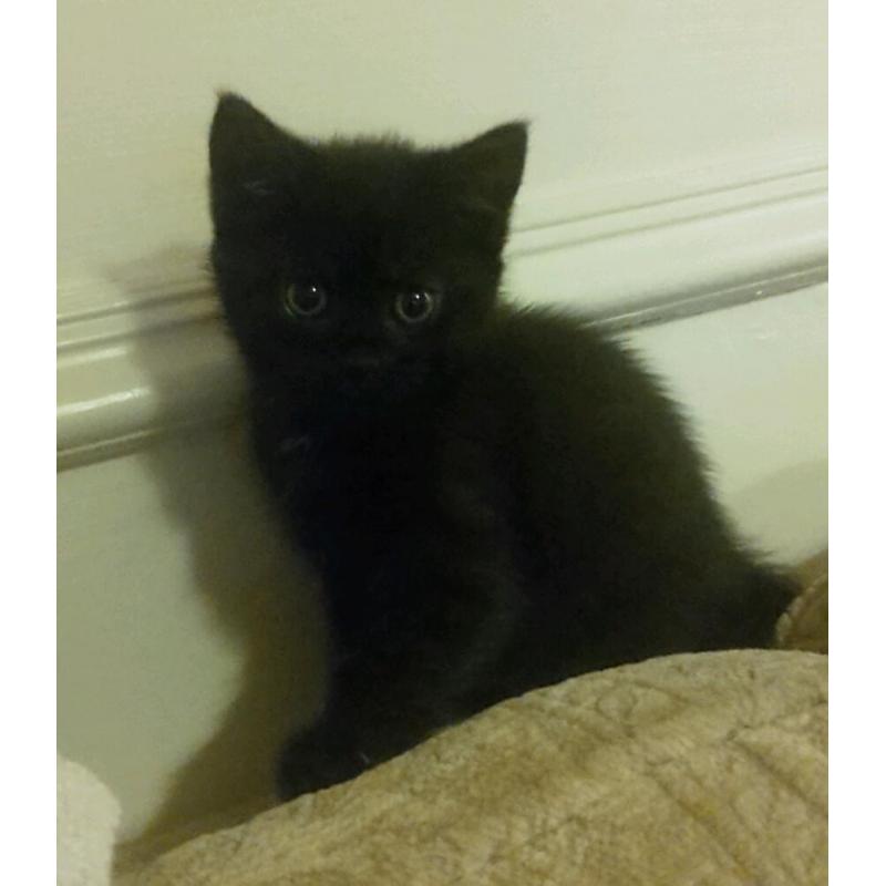 Beautiful kittens looking for forever homes