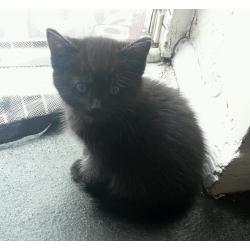 Beautiful kittens looking for forever homes