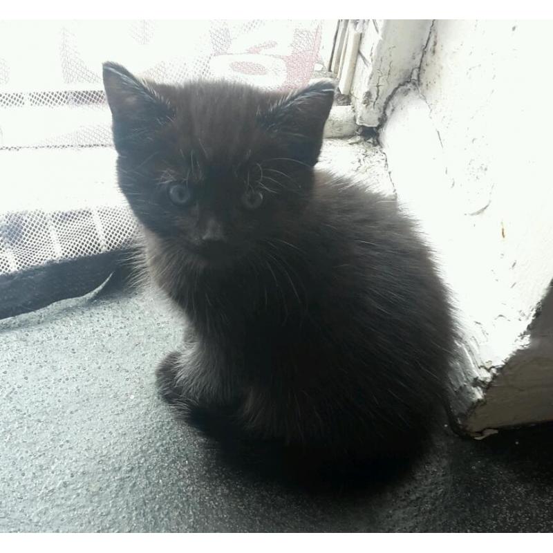 Beautiful kittens looking for forever homes