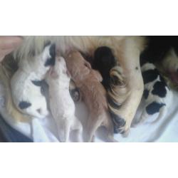 Cockerpoos
