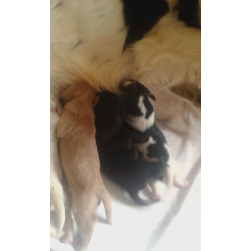 Cockerpoos
