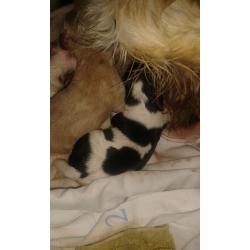 Cockerpoos