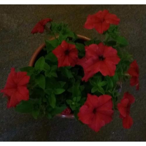 Beautiful Petunia plant - Red