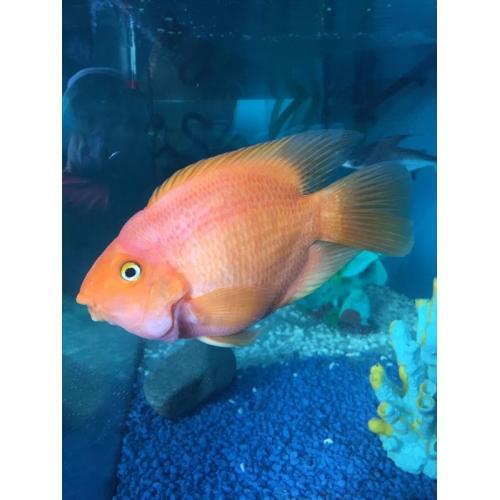 Parrot fish