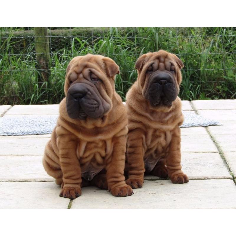 SHAR PEI PUPPIES THERE FATHER IS MY BLUE SPANISH CHAMPION IMPORT EXCLUSIVE ONLY TO ME