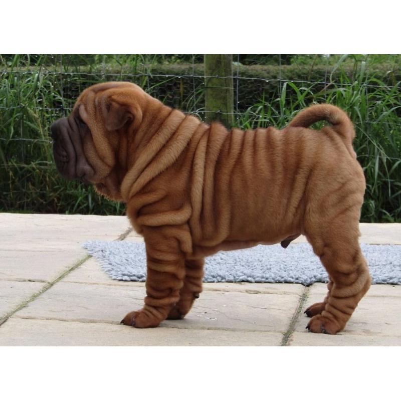 SHAR PEI PUPPIES THERE FATHER IS MY BLUE SPANISH CHAMPION IMPORT EXCLUSIVE ONLY TO ME