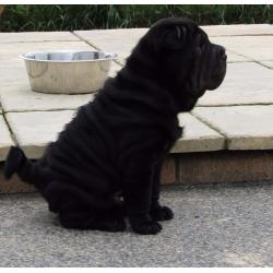 SHAR PEI PUPPIES THERE FATHER IS MY BLUE SPANISH CHAMPION IMPORT EXCLUSIVE ONLY TO ME
