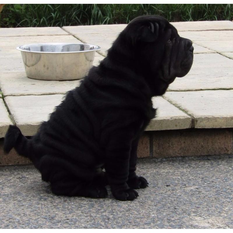SHAR PEI PUPPIES THERE FATHER IS MY BLUE SPANISH CHAMPION IMPORT EXCLUSIVE ONLY TO ME