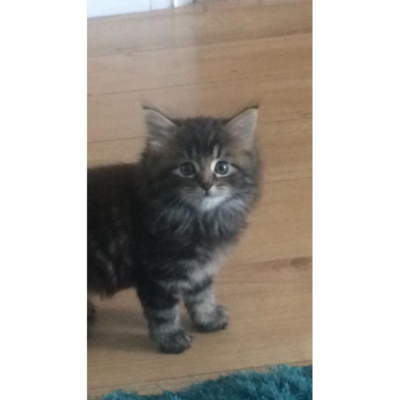 Fluffy Maine Coon Kitten
