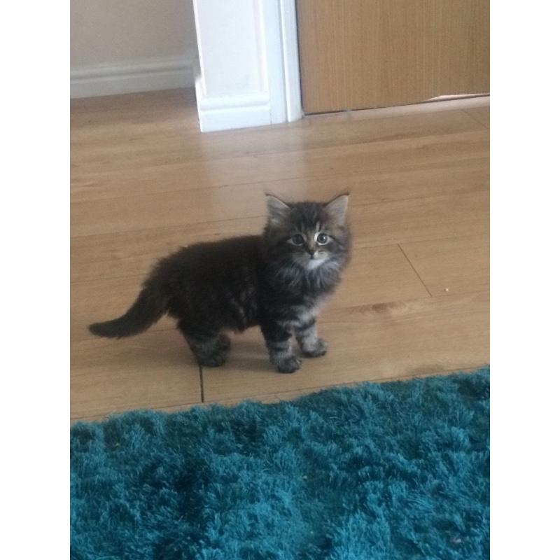 Fluffy Maine Coon Kitten