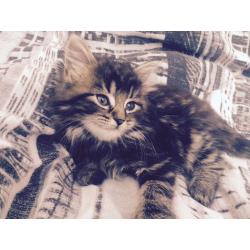 Fluffy Maine Coon Kitten