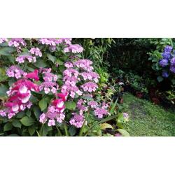HIDRANGEA,FUCHSIA ,CALLISTEMON BOTTLEBRUSH,BUTTERFLY BUSH,JADE PLANT,TANAMAN SPIDER PLANT,,FERN