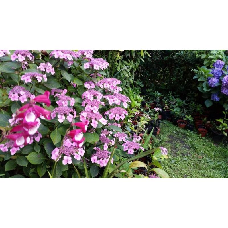 HIDRANGEA,FUCHSIA ,CALLISTEMON BOTTLEBRUSH,BUTTERFLY BUSH,JADE PLANT,TANAMAN SPIDER PLANT,,FERN