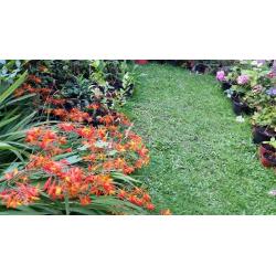 HIDRANGEA,FUCHSIA ,CALLISTEMON BOTTLEBRUSH,BUTTERFLY BUSH,JADE PLANT,TANAMAN SPIDER PLANT,,FERN