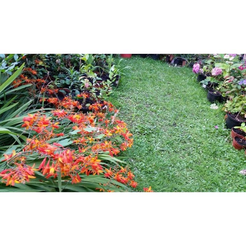 HIDRANGEA,FUCHSIA ,CALLISTEMON BOTTLEBRUSH,BUTTERFLY BUSH,JADE PLANT,TANAMAN SPIDER PLANT,,FERN