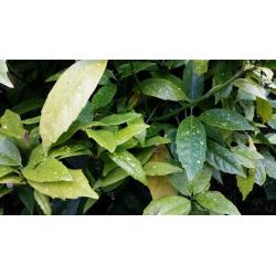 HIDRANGEA,FUCHSIA ,CALLISTEMON BOTTLEBRUSH,BUTTERFLY BUSH,JADE PLANT,TANAMAN SPIDER PLANT,,FERN