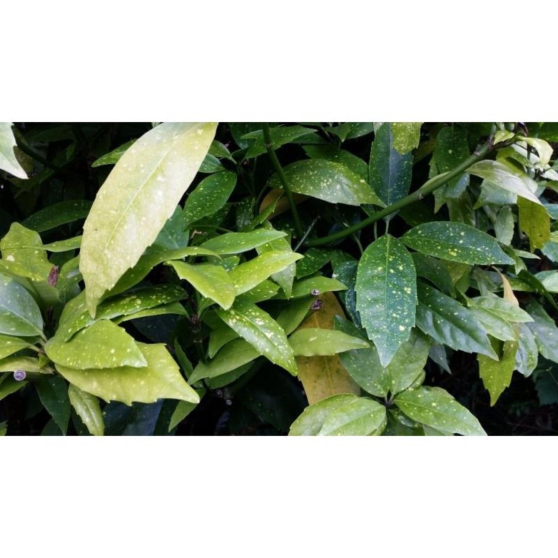 HIDRANGEA,FUCHSIA ,CALLISTEMON BOTTLEBRUSH,BUTTERFLY BUSH,JADE PLANT,TANAMAN SPIDER PLANT,,FERN