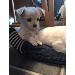 KC reg chihuahua puppies ready now!