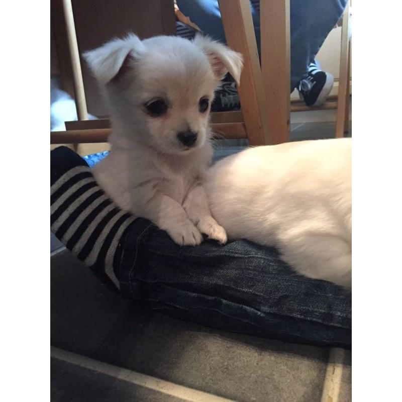 KC reg chihuahua puppies ready now!