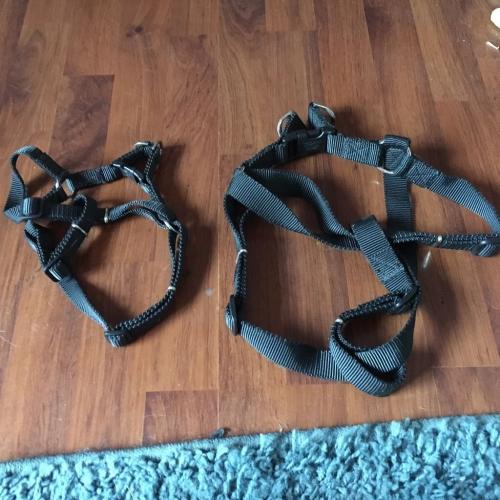 Dog harness