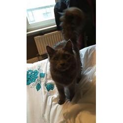 Beautiful 11 month old kitten for sale (Comes with everything needed)
