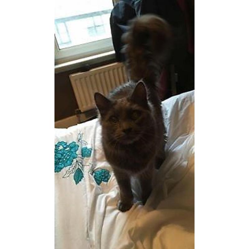 Beautiful 11 month old kitten for sale (Comes with everything needed)