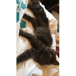 Beautiful 11 month old kitten for sale (Comes with everything needed)