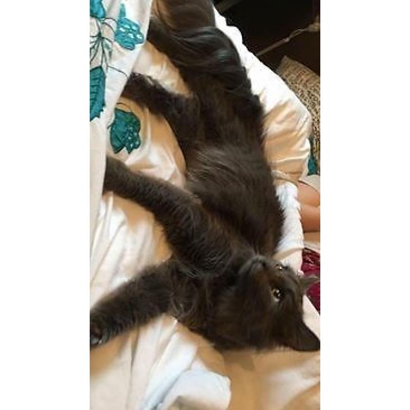 Beautiful 11 month old kitten for sale (Comes with everything needed)