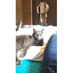 Beautiful 11 month old kitten for sale (Comes with everything needed)
