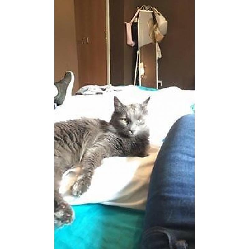 Beautiful 11 month old kitten for sale (Comes with everything needed)