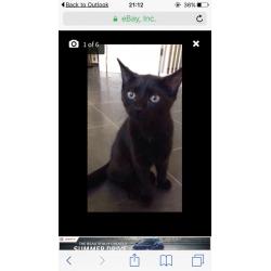 2 x female kittens 20 weeks old litter trained etc