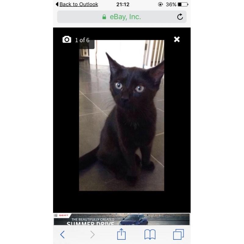 2 x female kittens 20 weeks old litter trained etc