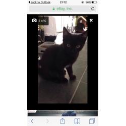 2 x female kittens 20 weeks old litter trained etc