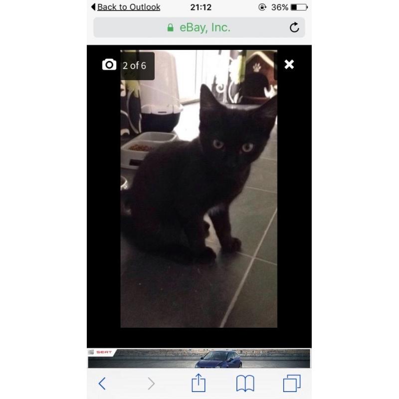 2 x female kittens 20 weeks old litter trained etc